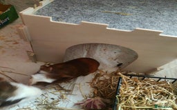 Guinea Pig rodents for sale: For Sale: Two Adorable Guinea Pigs Toffee & Carmel - Image 3