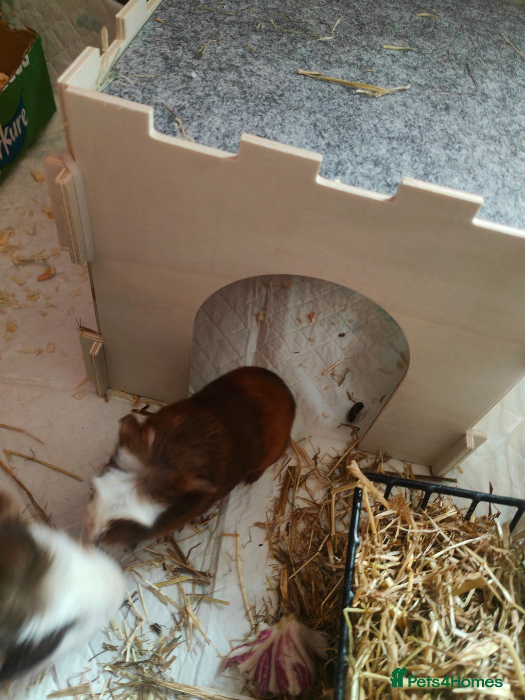 Guinea Pig rodents for sale: For Sale: Two Adorable Guinea Pigs Toffee & Carmel - Image 3
