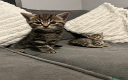 Mixed Breed cats for sale: 4 gorgeous kittens ready for amazing homes  - Advert 11