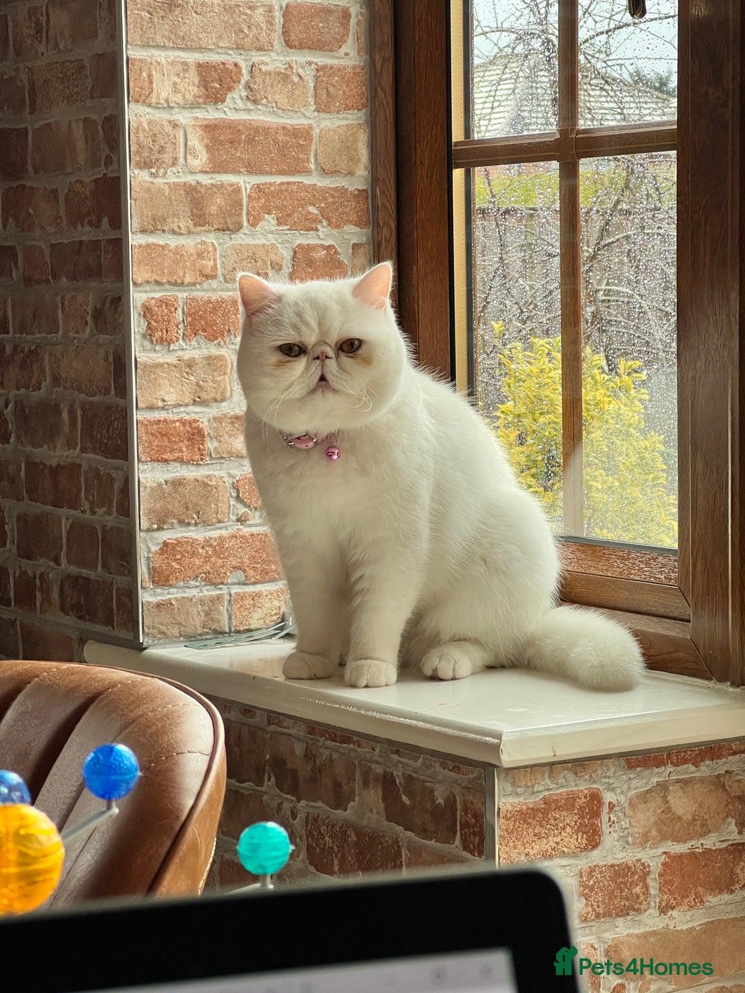 Exotic cats for sale: Shorthair Exotic for sale - Advert 1