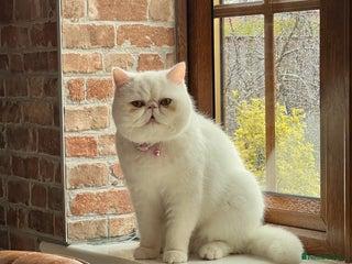 Exotic cats Shorthair Exotic for sale - Advert 1