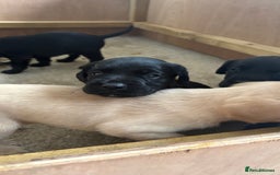 Labrador Retriever dogs for sale: KC Registered Labrador Puppies Ready 24th November - Image 3