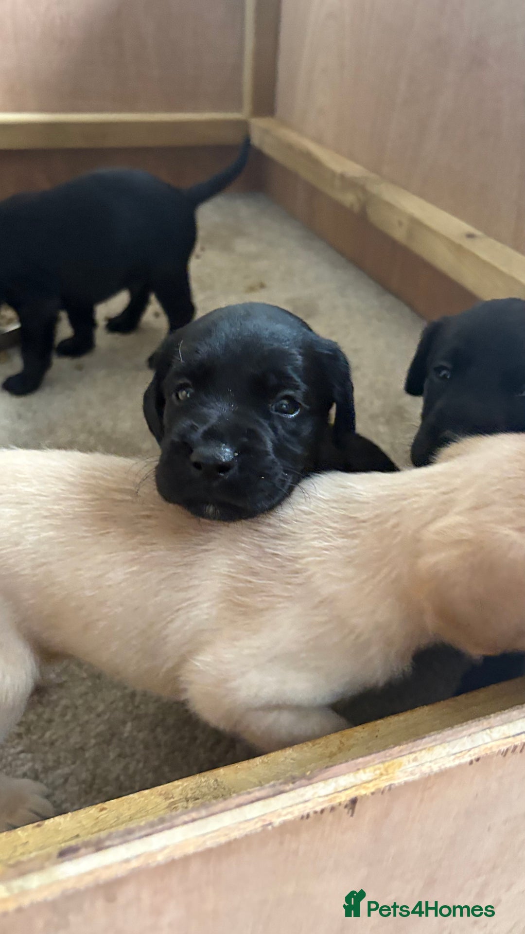 Labrador Retriever dogs for sale: KC Registered Labrador Puppies Ready 24th November - Image 3