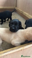 Labrador Retriever dogs - Advert 6
