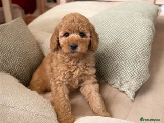 Australian Labradoodle dogs - Advert 8