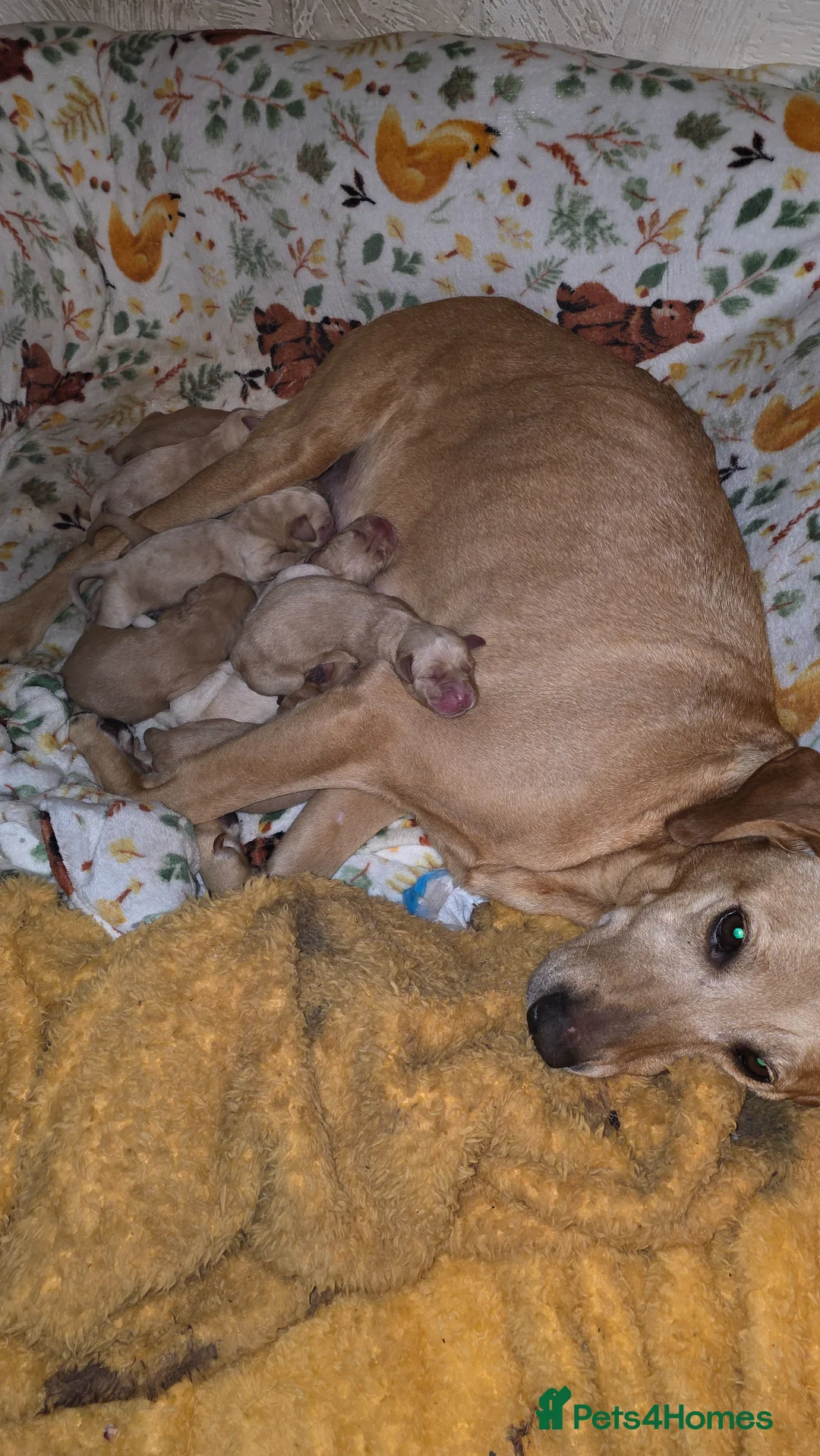 Labrador Retriever dogs for sale: Stunning labrador pups  in Spalding - Advert 1