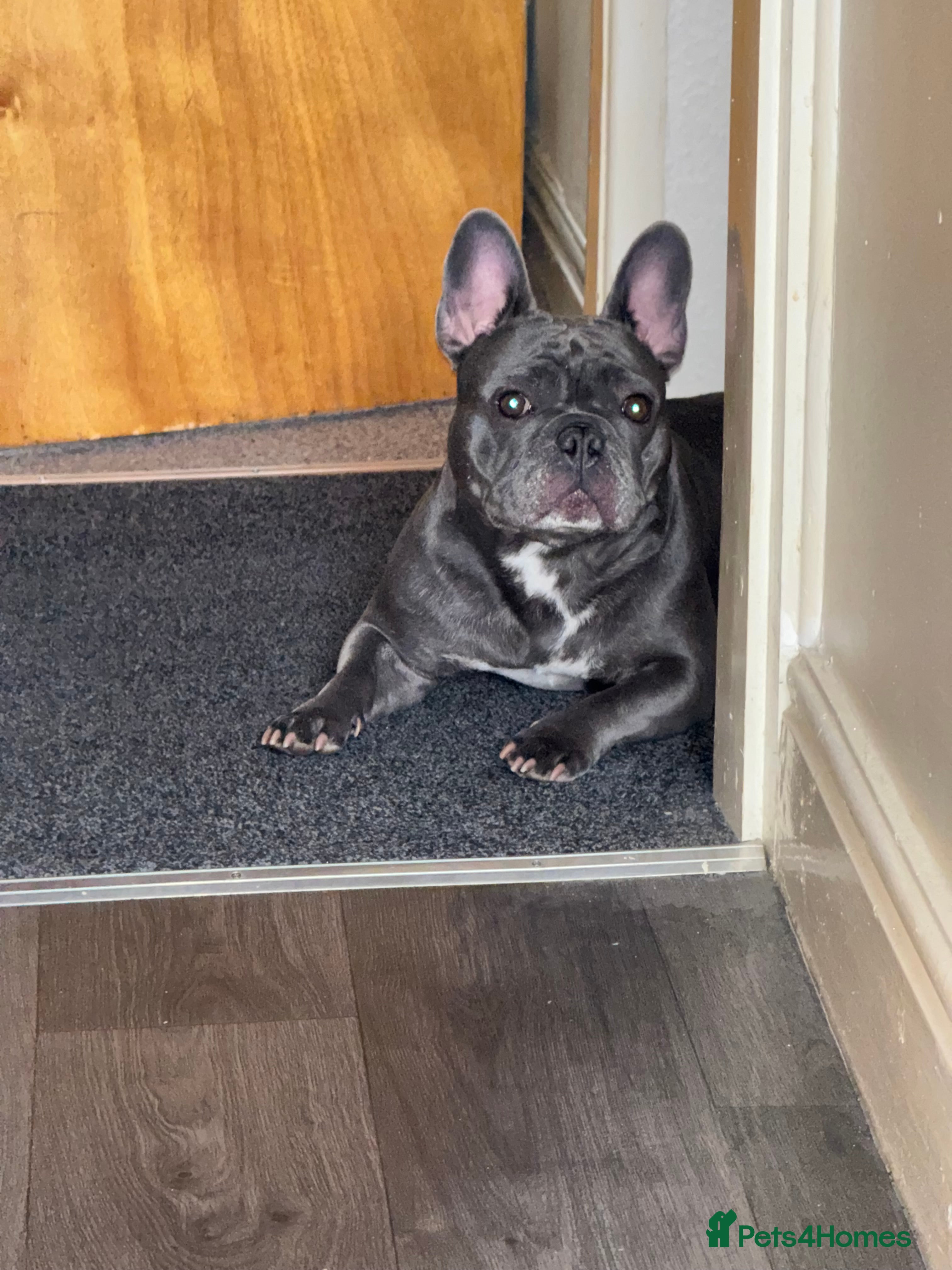 French Bulldog dogs Beautiful blue French bulldog puppies for sale - Advert 1