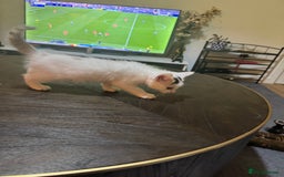British Shorthair cats for sale: 6 Playful British Shorthair Cats - Image 8