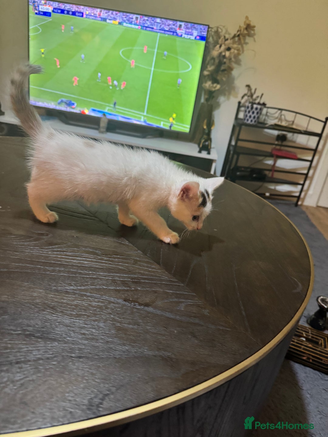 British Shorthair cats for sale: 6 Playful British Shorthair Cats - Image 8