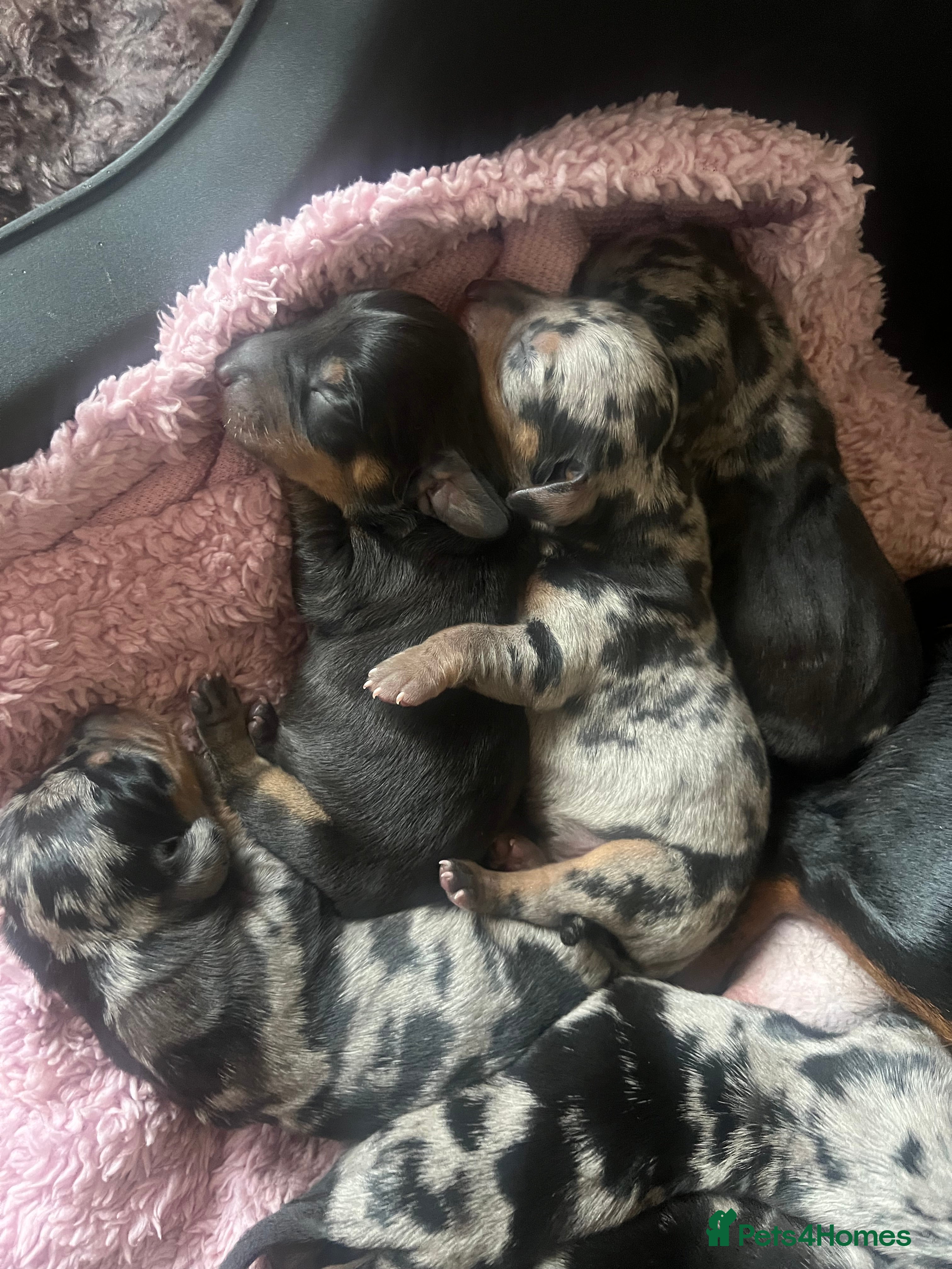 Dachshund dogs Dacshund Puppies - Advert 2