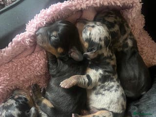 Dachshund dogs Dacshund Puppies - Advert 13