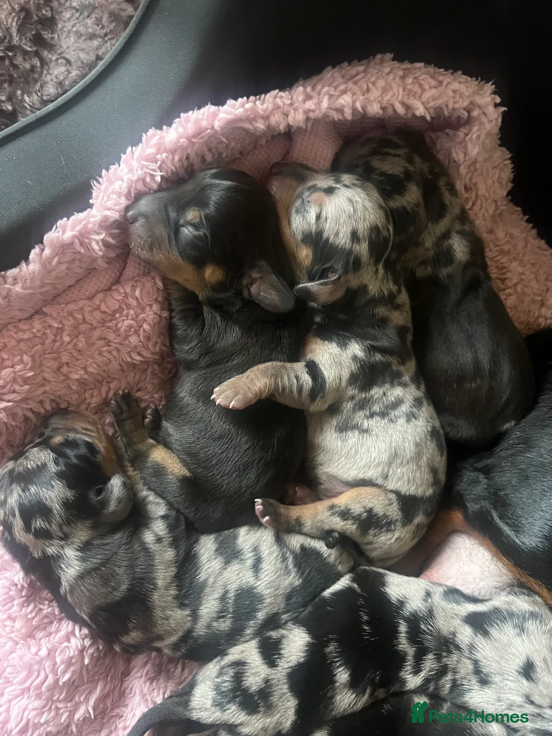 Dachshund dogs for sale: Dacshund Puppies - Advert 1