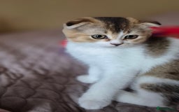 Scottish Fold cats for sale: TICA registered Scottish Fold ready to collect  - Image 19