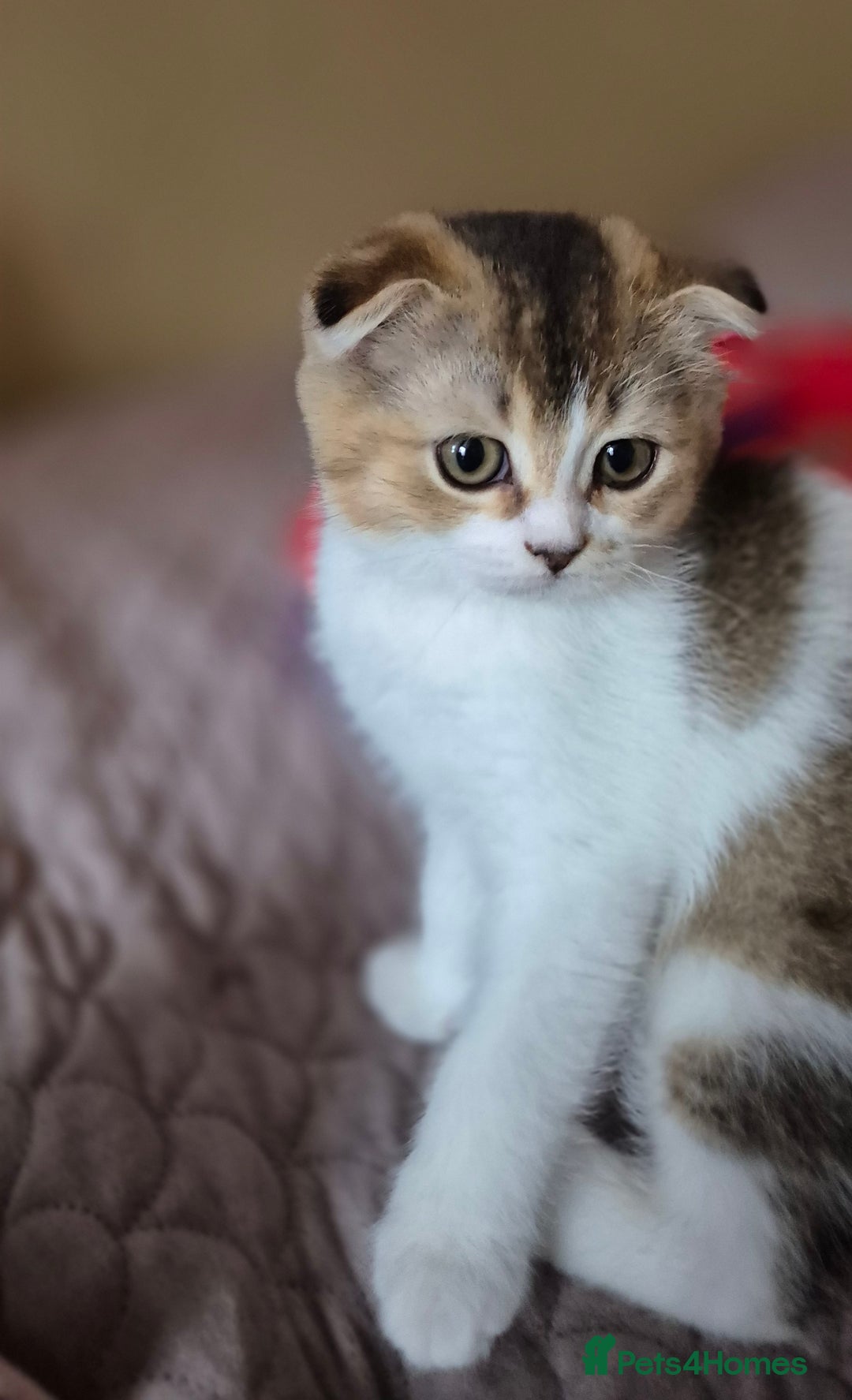 Scottish Fold cats for sale: TICA registered Scottish Fold ready to collect  - Image 19