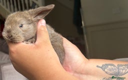 French Lop rabbits for sale: Giant French lop July babies! 🤍 - Image 3