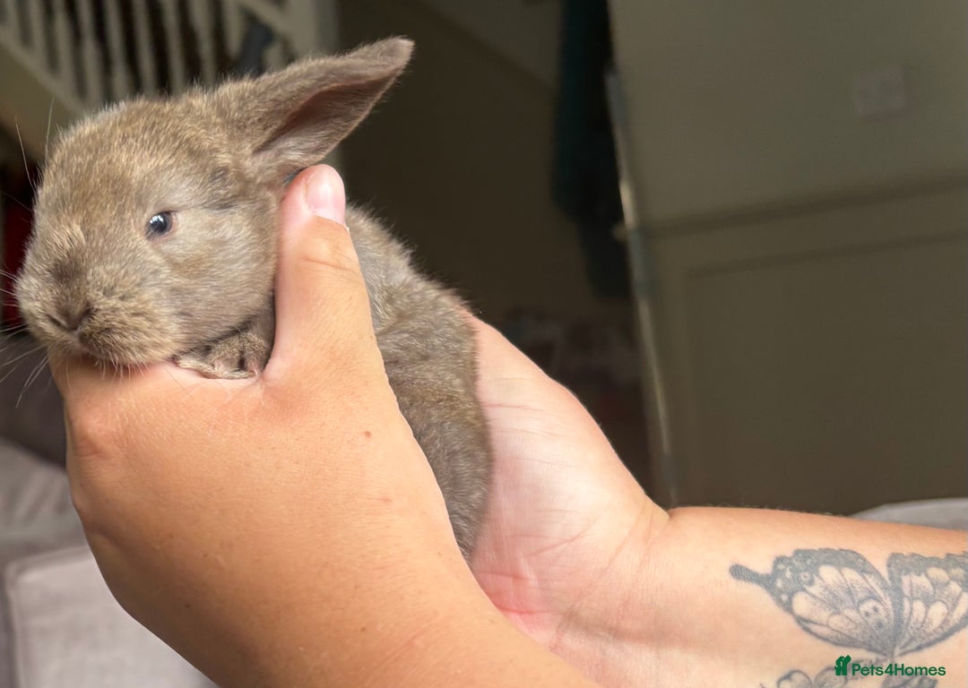 French Lop rabbits for sale: Giant French lop July babies! 🤍 - Image 3