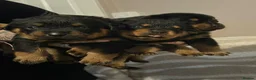 Rottweiler dogs for sale: STUNNING LITTER OF ROTTWEILERS.  - Advert 12