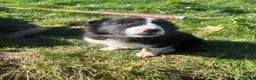 Border Collie dogs for sale: 1 beautiful male border collie puppy - Advert 5