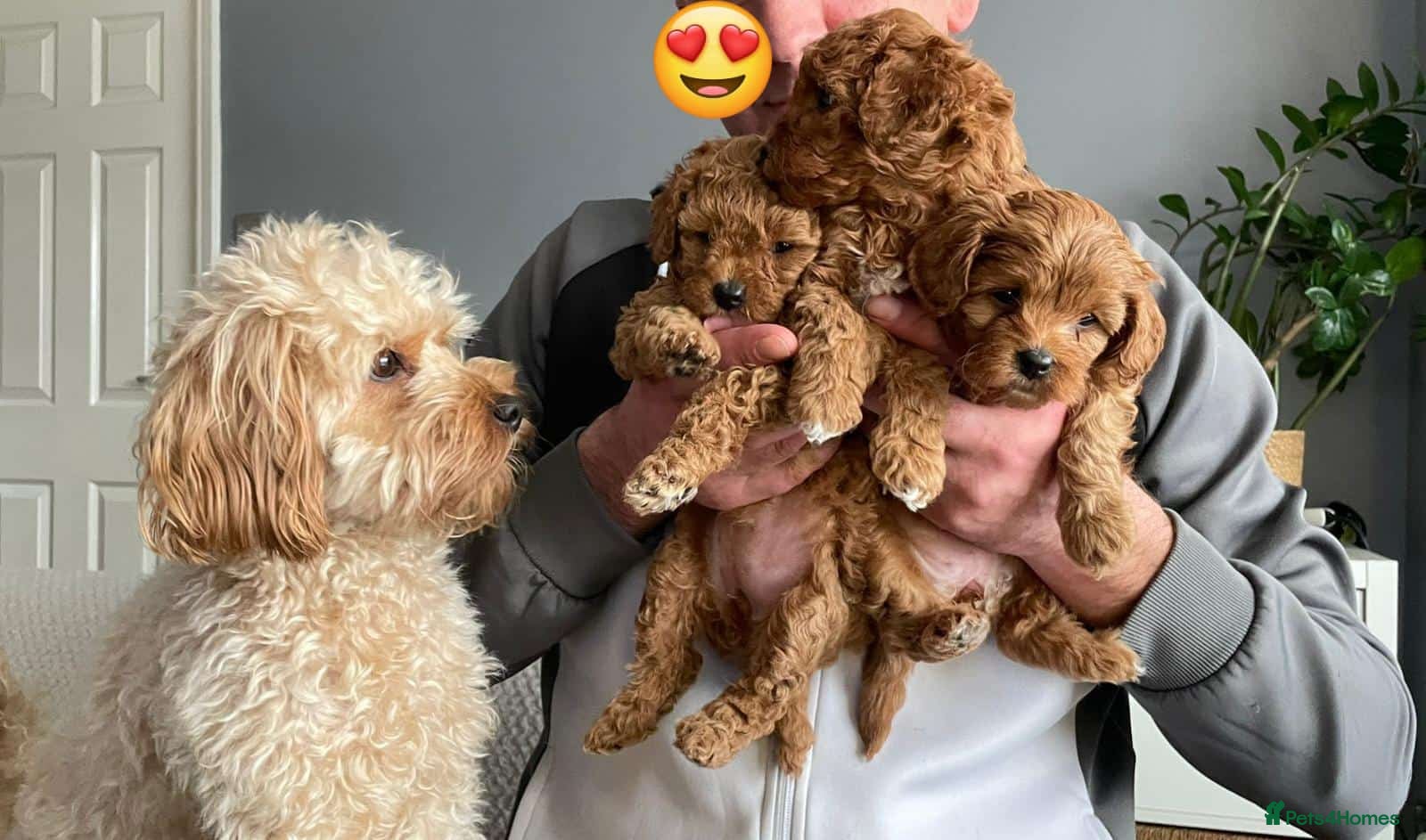 Cavapoo dogs Adorable Cavapoo puppies F1b - Advert 14