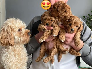 Cavapoo dogs Adorable Cavapoo puppies F1b - Advert 16
