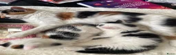 Mixed Breed cats for sale: 2 lovely kittens ready to go  - Advert 1