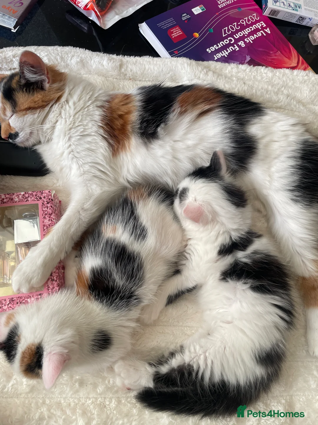 Mixed Breed cats for sale: 2 lovely kittens ready to go  - Advert 1