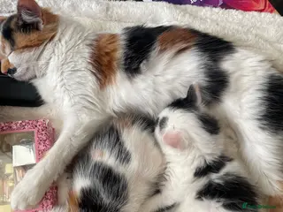 Mixed Breed cats 2 lovely kittens ready to go - Advert 2