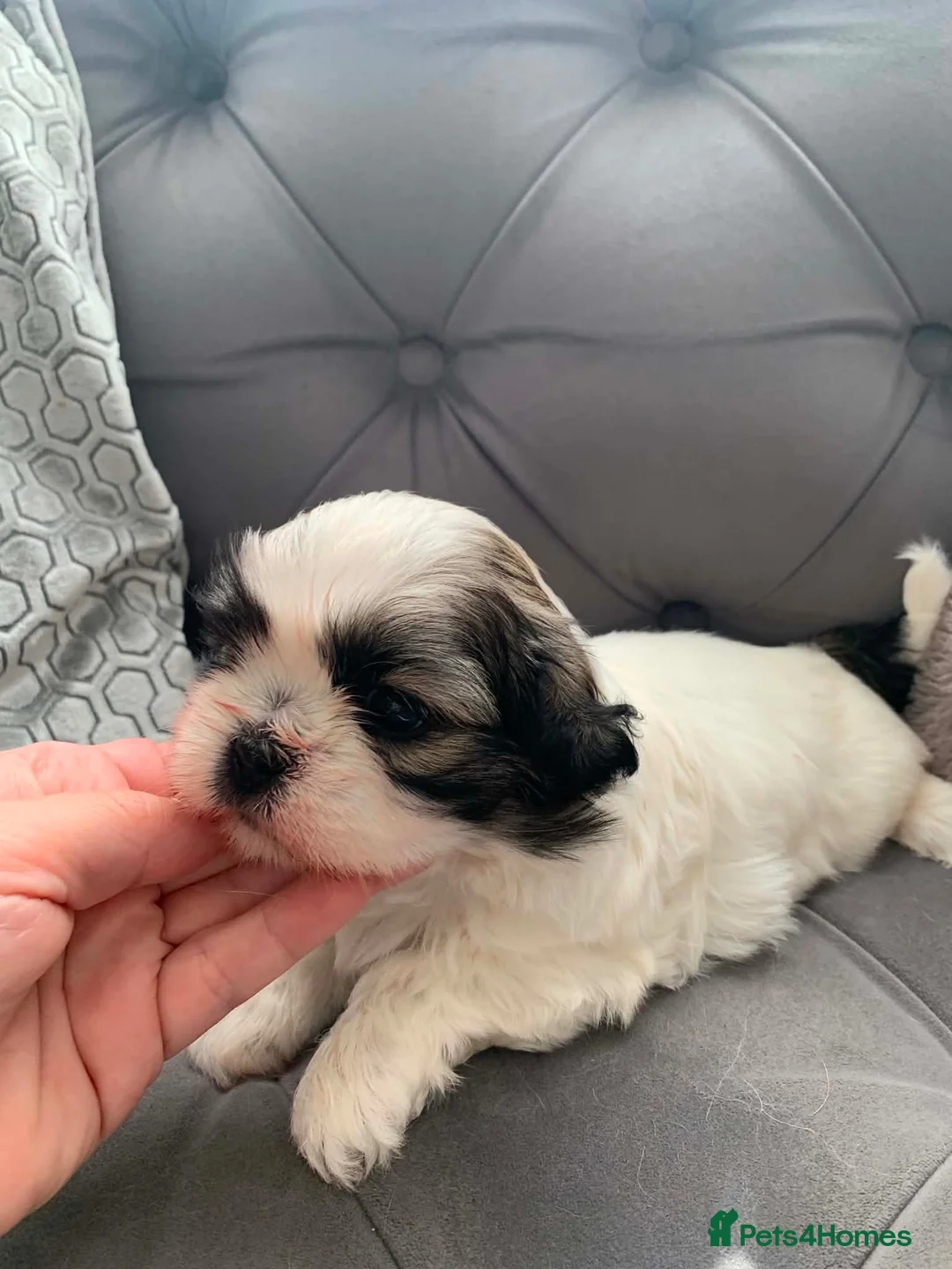 Shih Tzu dogs for sale: Shi Tzu. Lovley Boy - Advert 2
