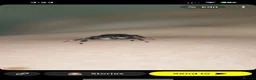Spiders invertebrates for sale: Jumping spider  - Advert 2