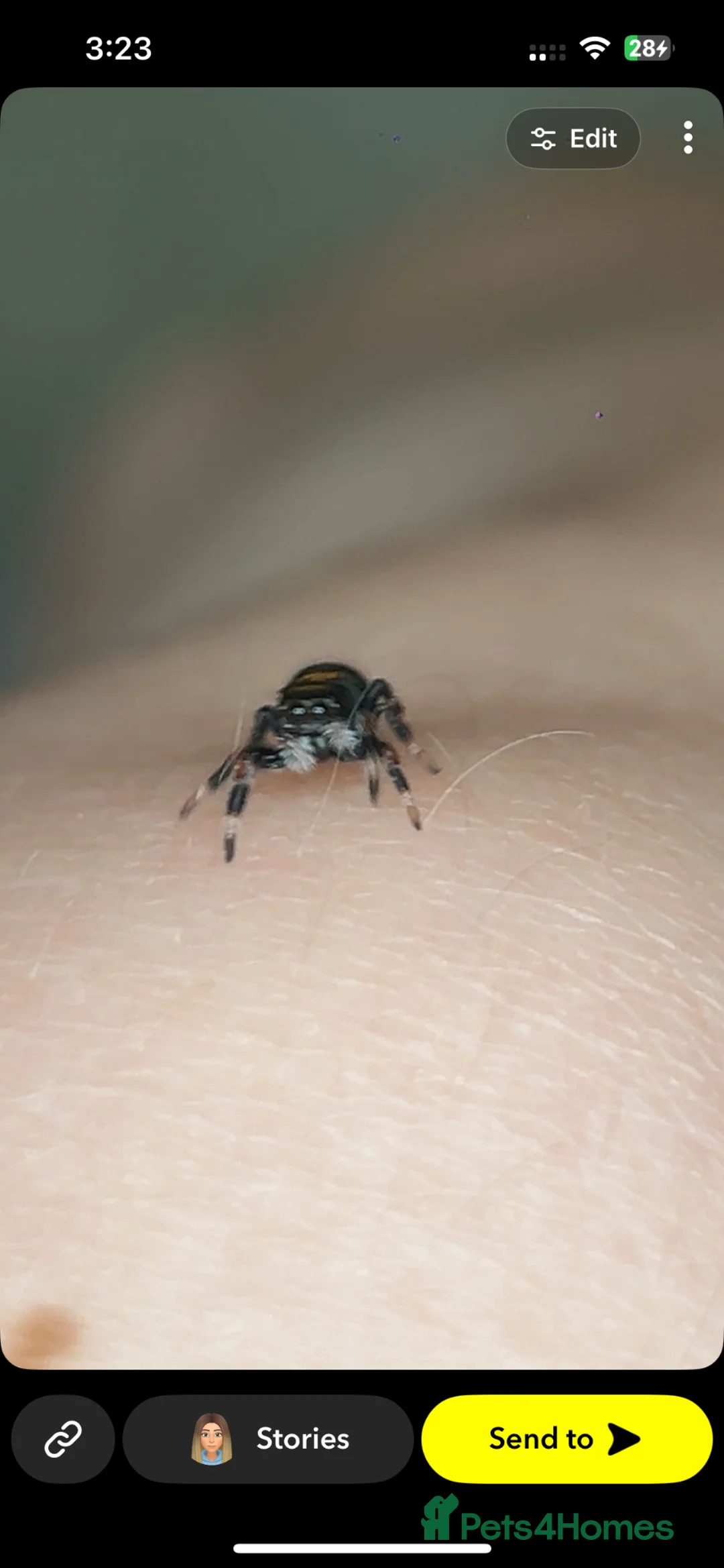 Spiders invertebrates for sale: Jumping spider  - Advert 2
