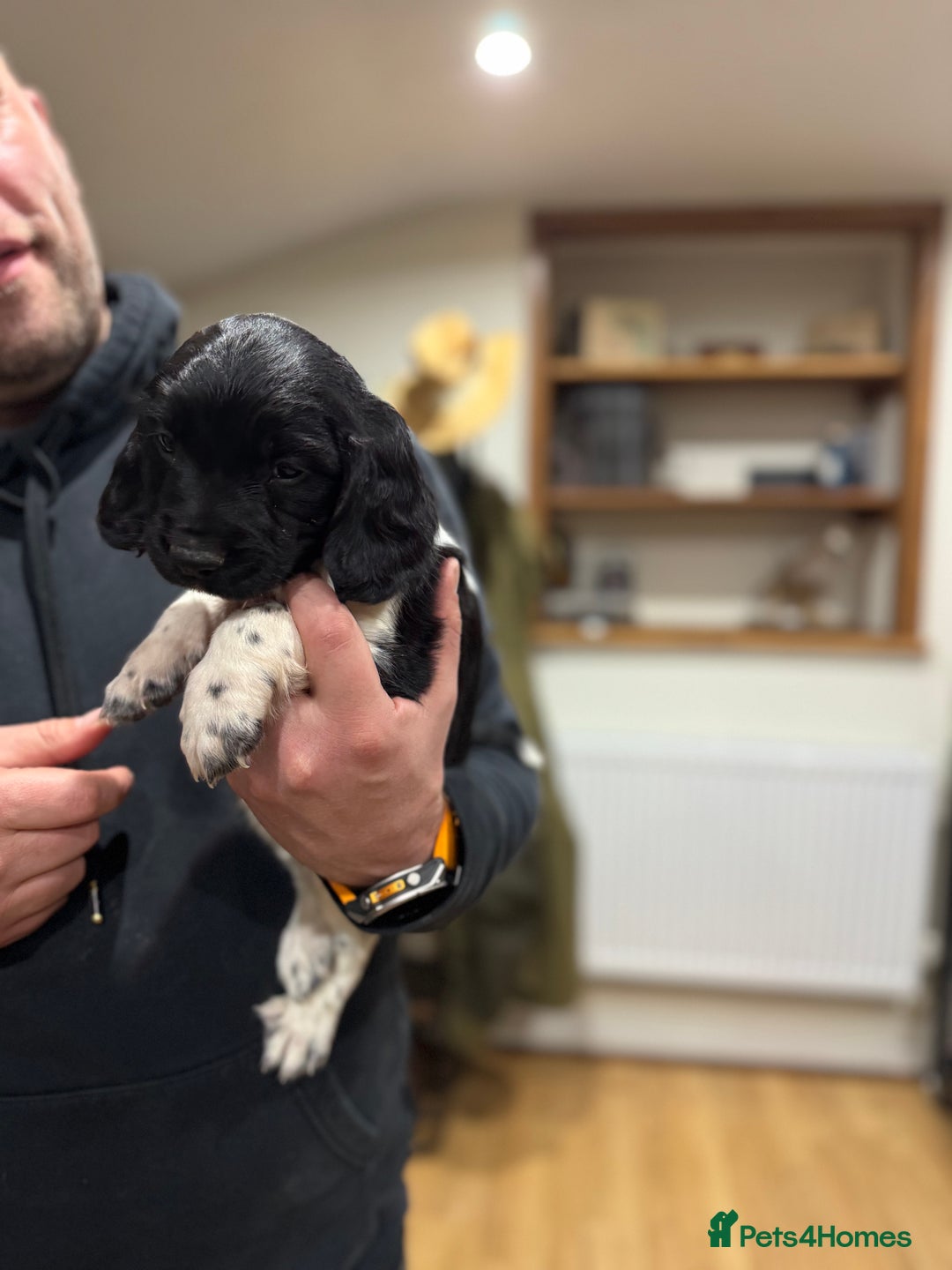 English Springer Spaniel dogs for sale: Hip/Elbow Scored and Health Tested, KC Springers  - Advert 4