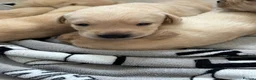 Labrador Retriever dogs for sale: Stunning Litter of Yellow Labradors - Advert 5