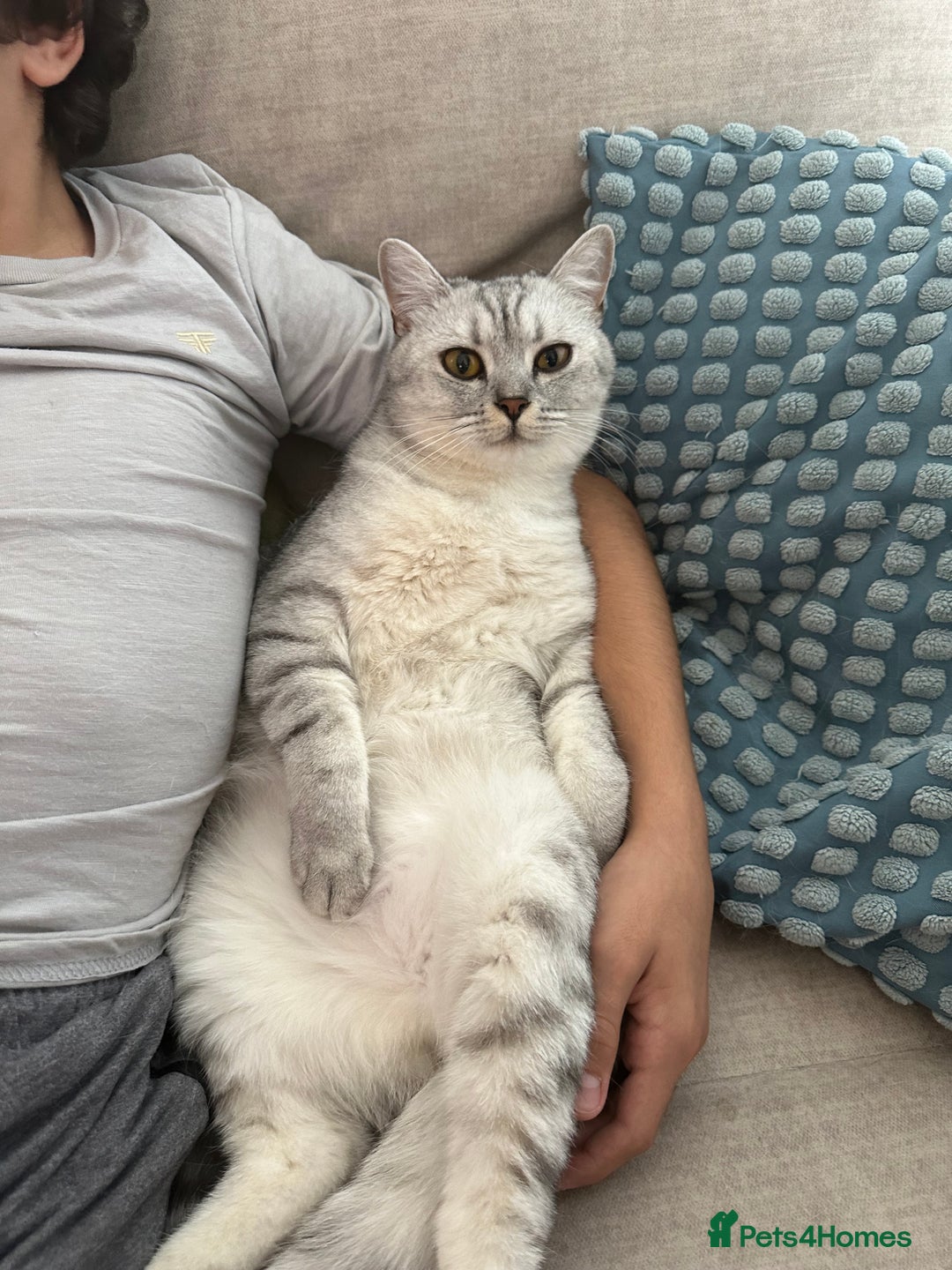 British Shorthair cats for sale: 2x British Shorthair - Advert 19