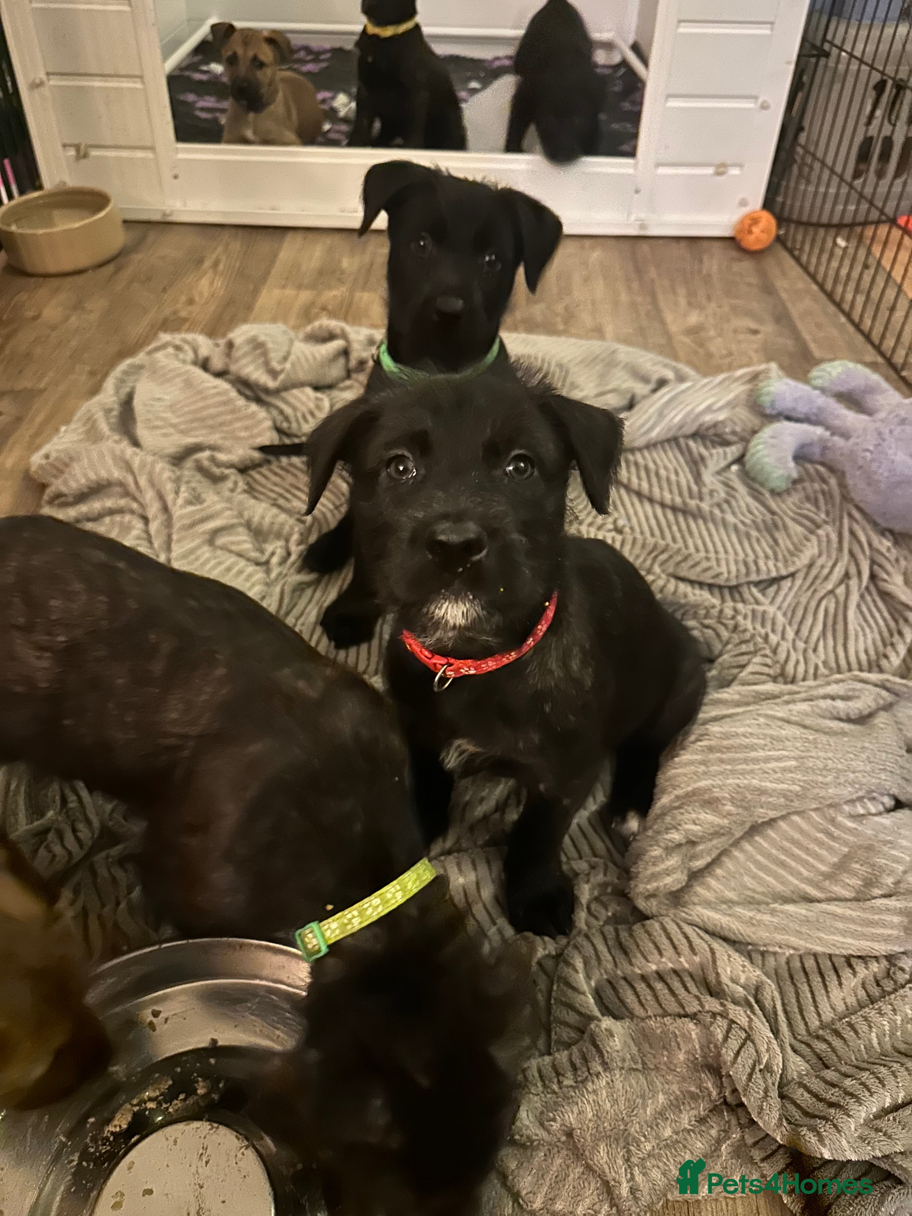 Mixed Breed dogs Belgian Malinois X Lurcher - Advert 6