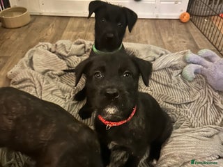 Mixed Breed dogs Belgian Malinois X Lurcher - Advert 7