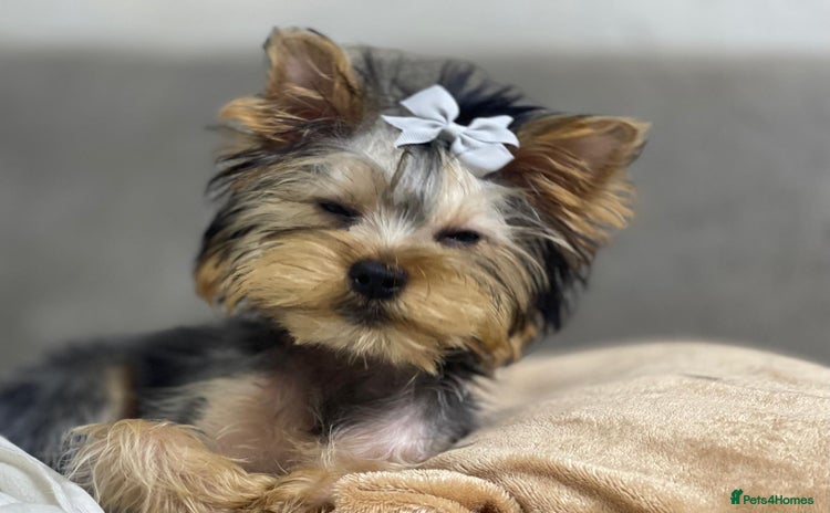 Yorkshire Terrier dogs - Advert 1
