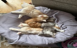 Maine Coon cats for sale: Beautiful rare colour pedigree Maine Coon kittens - Image 20