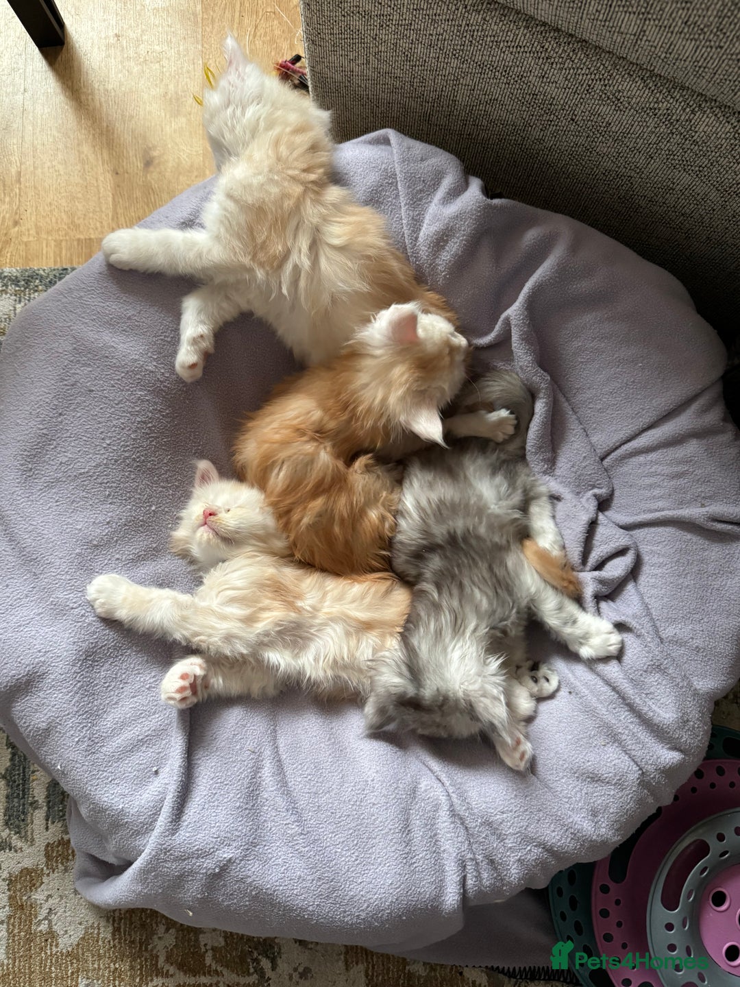 Maine Coon cats for sale: Beautiful rare colour pedigree Maine Coon kittens - Image 20