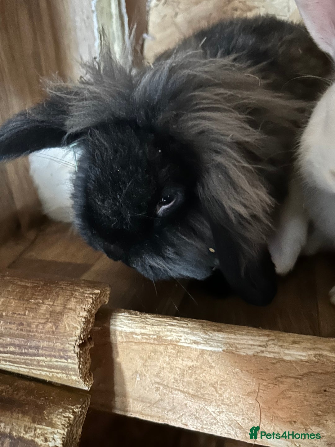 Mixed Breed rabbits for sale: Lionhead/ French giant mixed breed - Advert 6