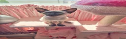 Siamese cats for sale: Male Siamese - Advert 1
