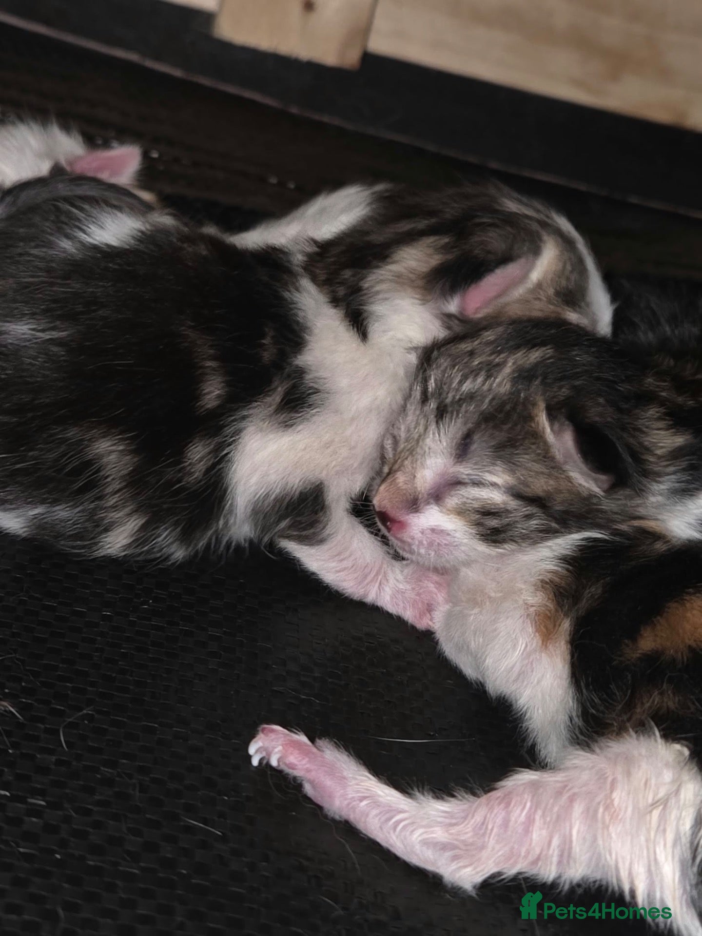 Mixed Breed cats Calico/tortoiseshell Kittens mixed litter - Advert 1