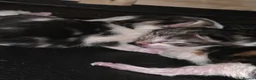 Mixed Breed cats for sale: Calico/tortoiseshell Kittens mixed litter - Advert 1