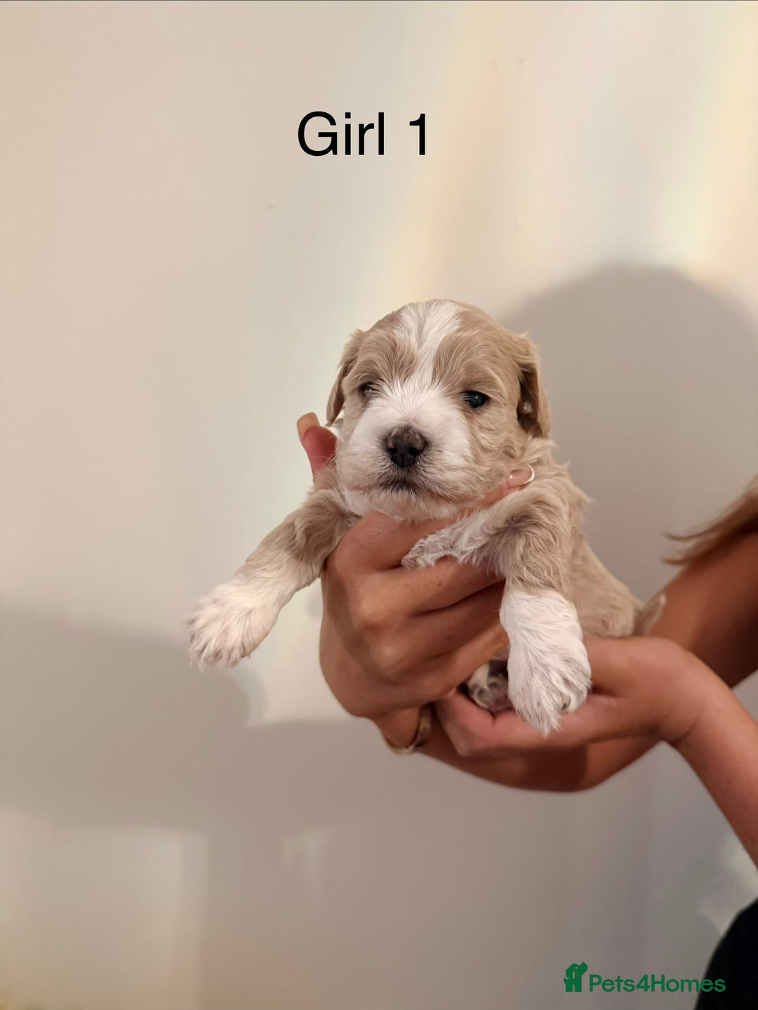 Maltipoo dogs for sale: Maltipoo puppies  - Advert 5