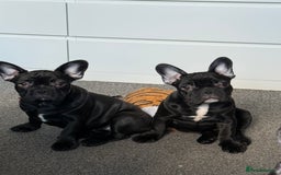French Bulldog dogs for sale: French Bulldog Puppies 3 Months Old Girl and Boy  - Image 13