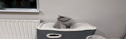 British Shorthair cats for sale: Tica Registered British Shorthairs  - Advert 11