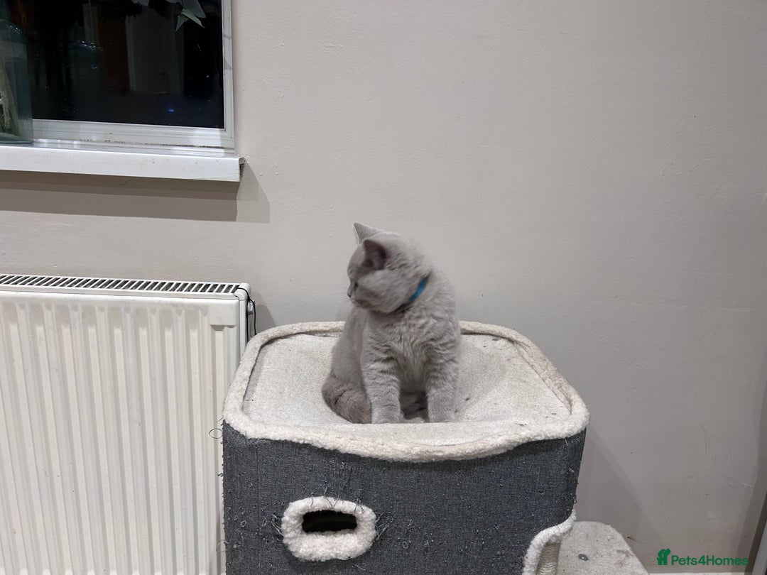British Shorthair cats for sale: Tica Registered British Shorthairs  - Advert 11