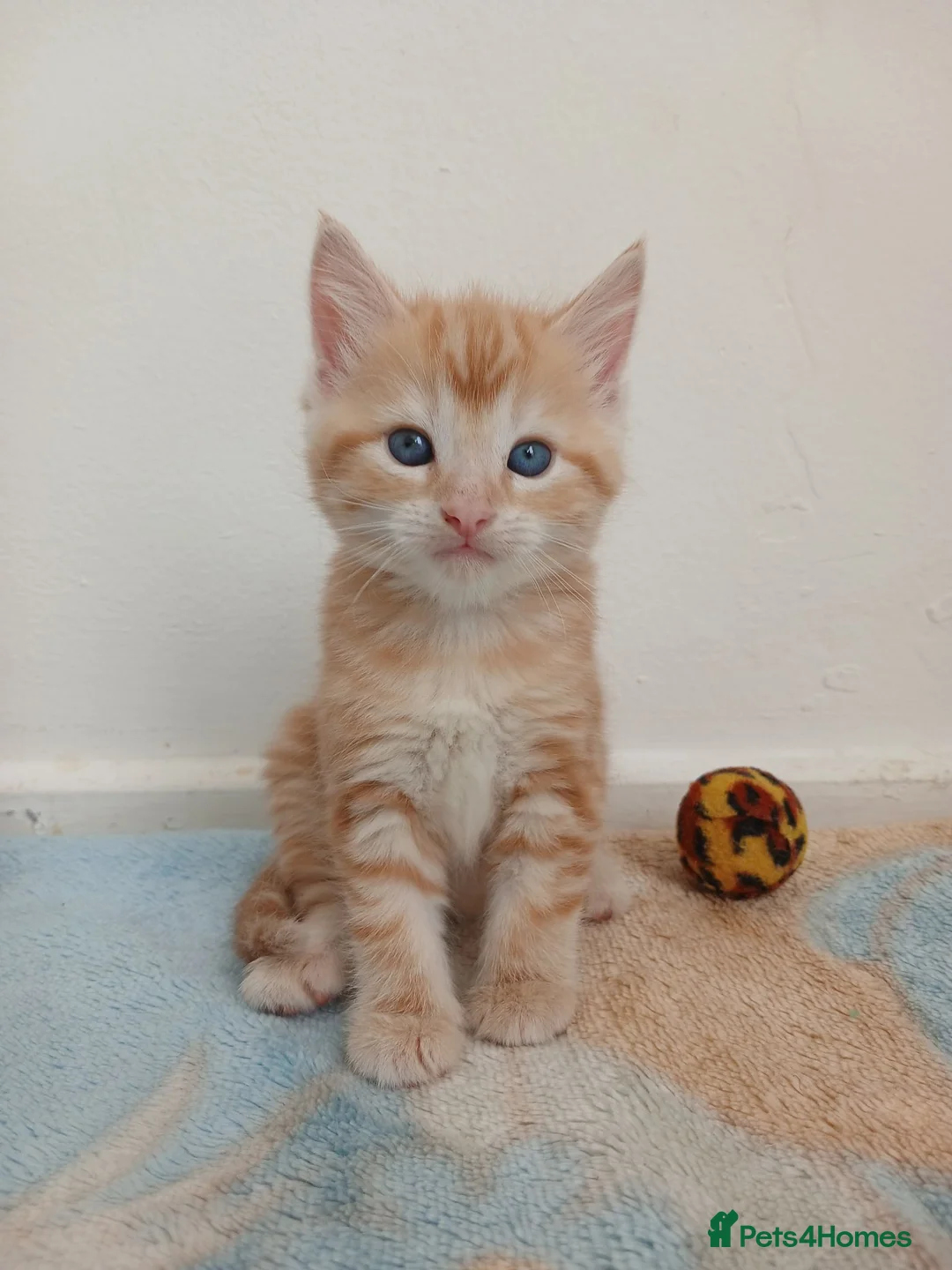 Mixed Breed cats for sale:  3 GINGER KITTENS  - Advert 1
