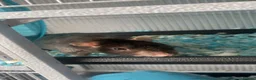 Rat rodents for sale: male rats and enclosure   in Glasgow - Advert 2