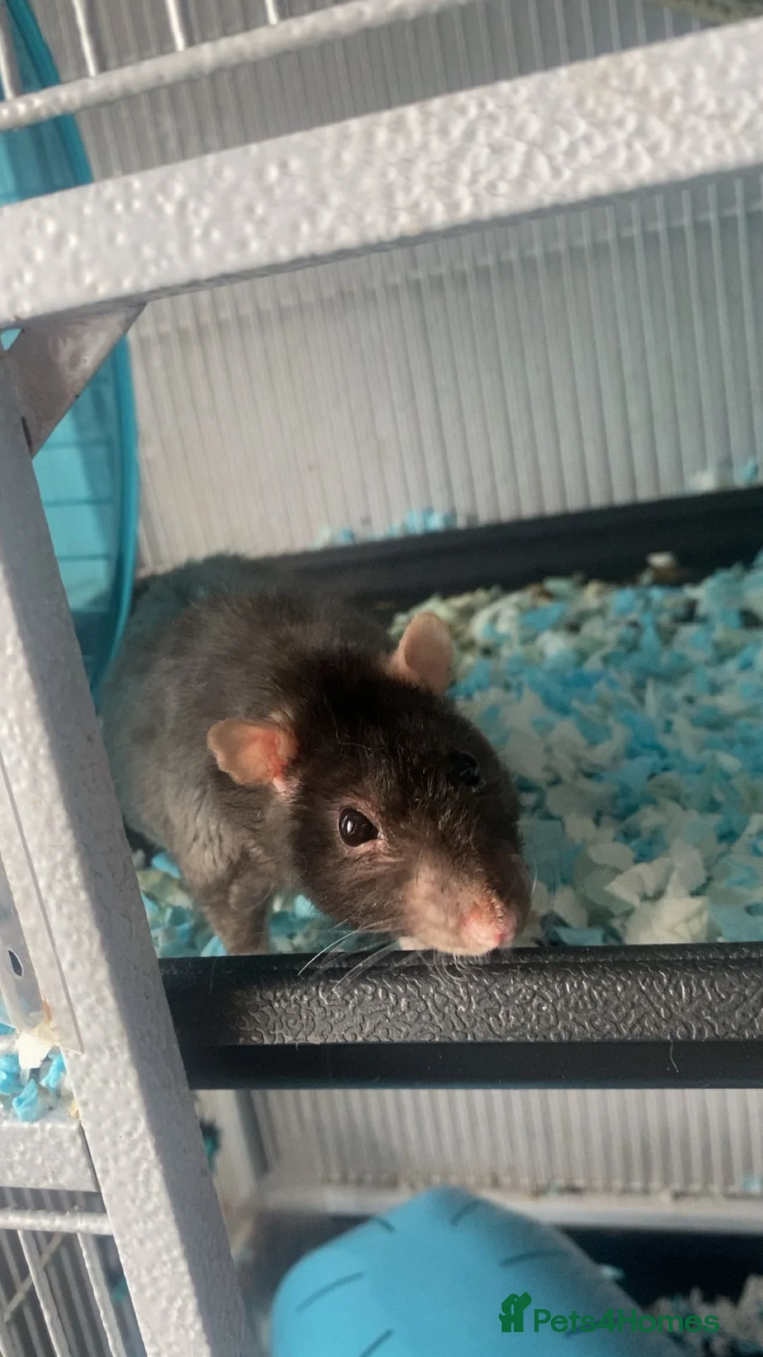 Rat rodents for sale: male rats and enclosure   in Glasgow - Advert 2