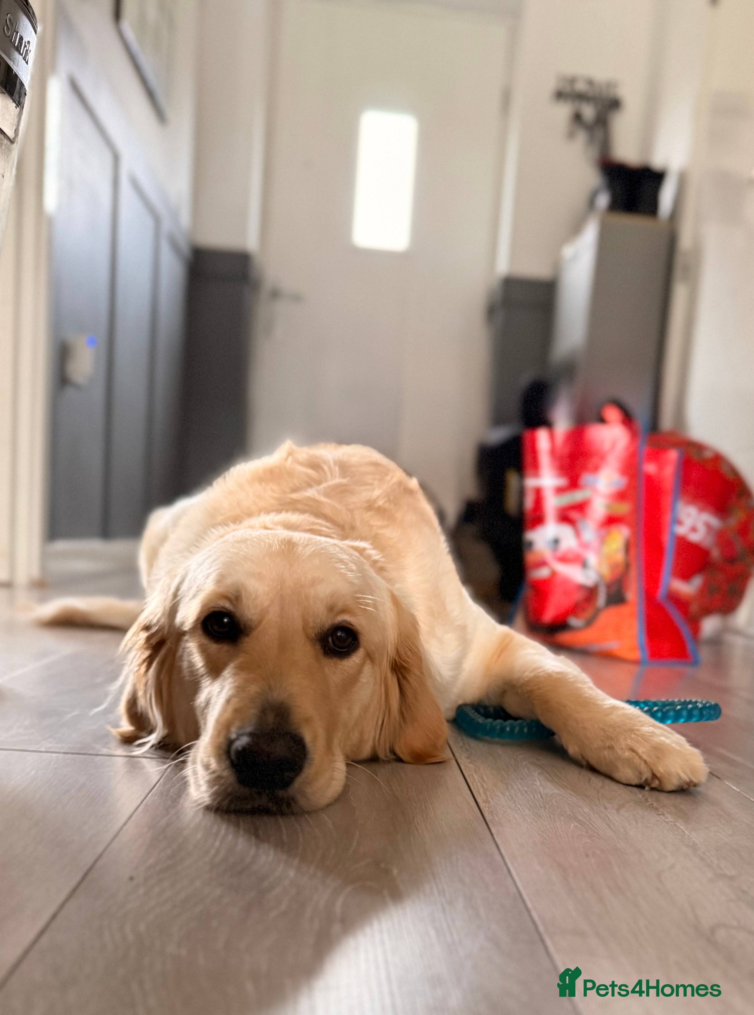 Golden Retriever dogs Stunning golden girl for sale.  - Advert 1